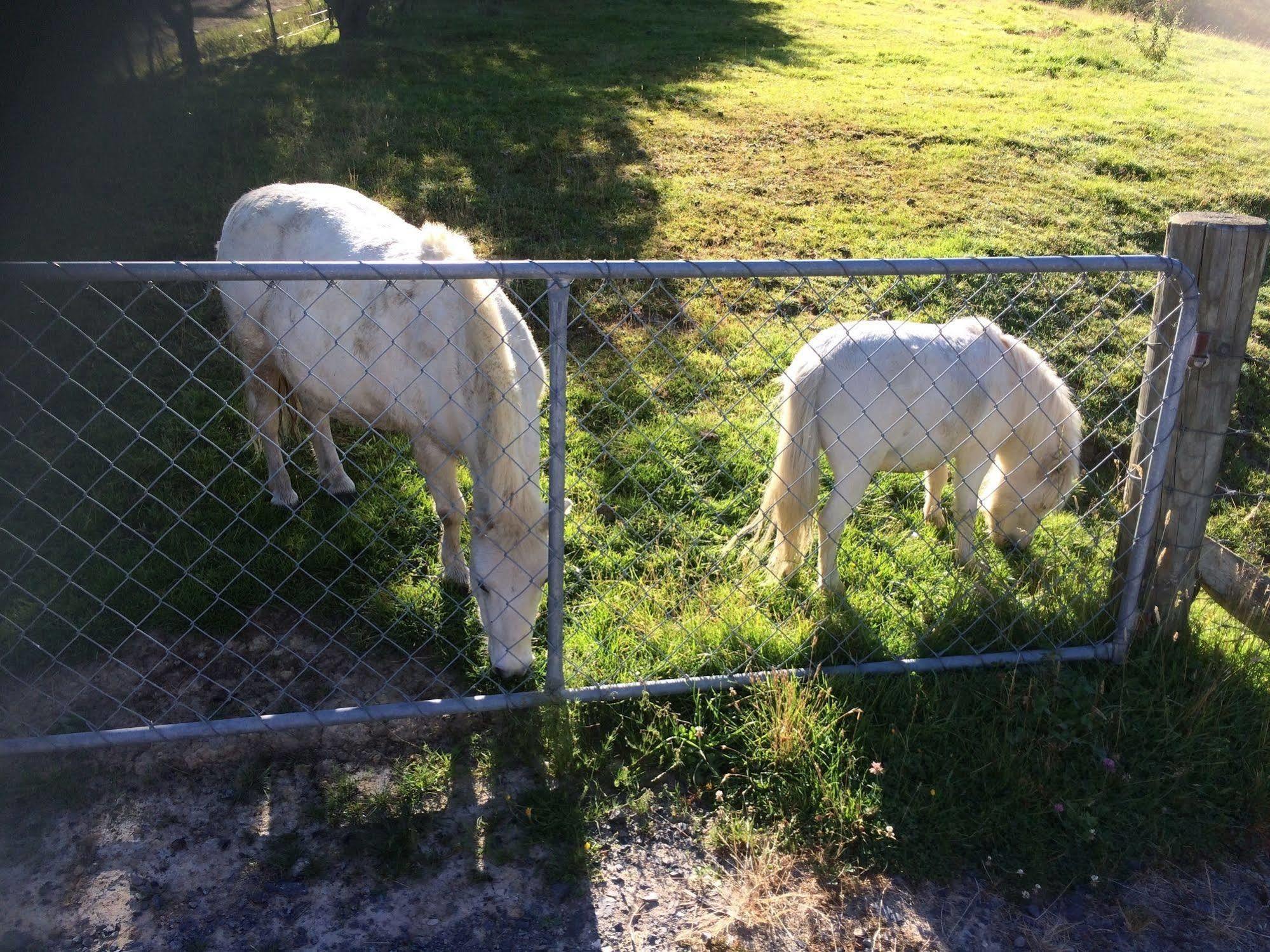 Hunters Moon Vila Mosgiel Exterior foto